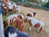 Horse (M), Horses — photo 4