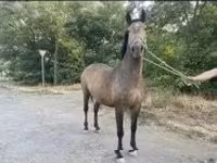 Égua, Cavalos — foto 8