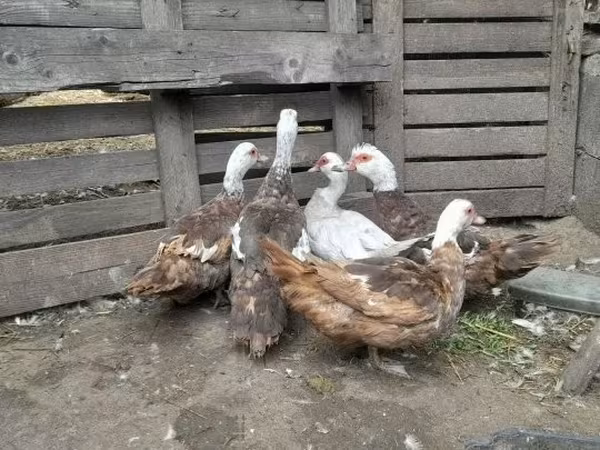 Ducks