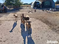 Oveja, Cameroon sheep — foto 2