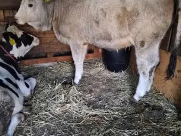 Krowa, Simmental cattle