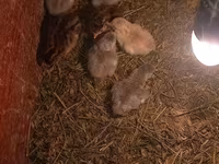 Chickens — fotografija 3