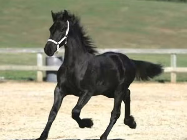 Cheval, Friesian
