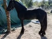 Pastuv, Friesian — fotografija 5