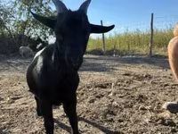 公山羊, Dutch Landrace goats — 照片 1