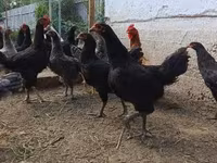 Chickens — fotografija 1