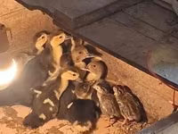Ducks — Foto 2
