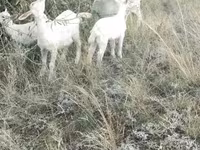Ziege, Alpine goat — Foto 1