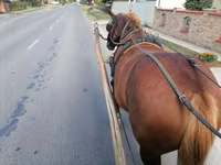 Égua, Hungarian horse breed — foto 4