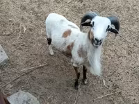 Brebis, Cameroon sheep — photo 2