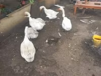 Geese — Foto 1