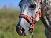 Cavalo, Cavalos — foto 2