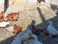 Chickens — foto 7