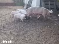 Pigs (batch, sex not specified), Крупная белая — photo 1