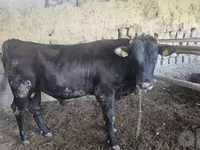 Bik, Red Estonian cattle — fotografija 5