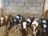 Buqa, Simmental cattle — 3-rasm