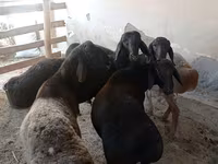 Ram, Sheep — photo 2