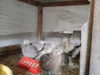 Quails — الصورة 4