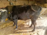 Bik, Swiss cattle — fotografija 1