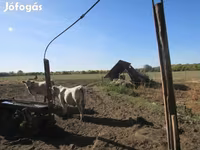 公牛, Charolais cattle — 照片 4