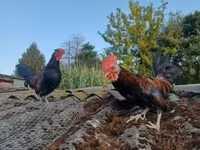 Chickens — Foto 1