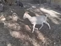 公山羊, Goats — 照片 4