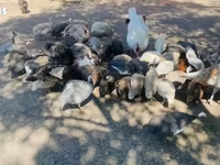 Guinea fowl — fotografija 1