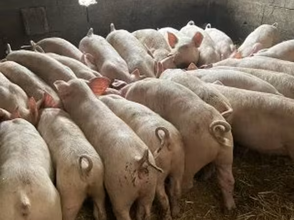 公猪, Pigs