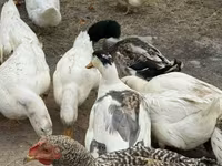Američki pekin — fotografija 2