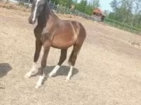 حصان, Lipizzaner — الصورة 3