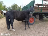 घोड़ी, घोड़े — फ़ोटो 1
