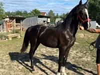 فرس, Dutch warmblood horse — الصورة 1