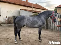 Horse (M), Horses — photo 2