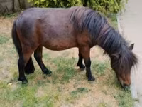 حصان, Shetland Pony — الصورة 4