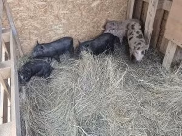 Porcs (lot, sexe non indiqué),  — Hongrie