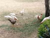 Chickens — 照片 1