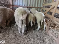 Ram, Sheep — photo 2