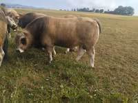 Bik, Aubrac cattle — fotografija 2