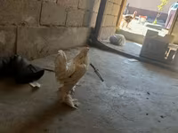 Bergiše Krerer — fotografija 3