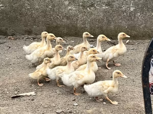 Američki pekin