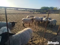 Ovca, White Suffolk sheep — fotografija 5