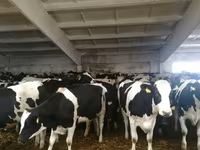 Vaca, Raça Holstein — foto 1