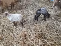 Oveja, Racka sheep — foto 3