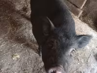 Boar, Pigs — photo 2