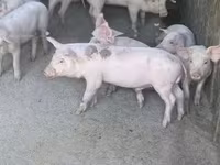 Мегежін, Дюрок — 3-сурет