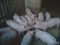 خنزير ذكر, الخنازير — الصورة 4
