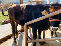 Buğa, Swiss cattle — foto 1