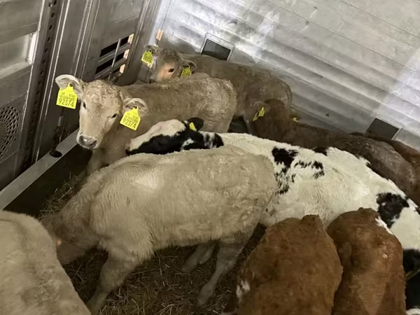 Goveda (partija, pol nije naveden), Говеда