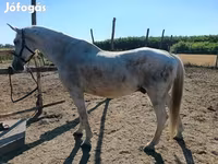 Caballo, Caballos — foto 4