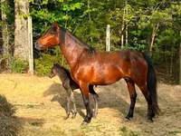 Kobila, Rocky Mountain Horse — fotografija 5